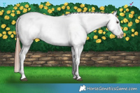 Horse Color:Red Dun Splash Appaloosa Brindle