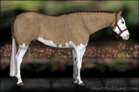 Horse Color:Liver Red Dun Splash  Brindle