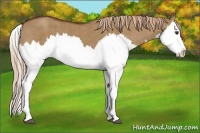 Horse Color:Red Dun Splash Brindle