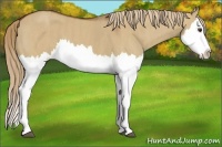Horse Color:Red Dun Splash Brindle