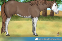 Horse Color:Liver Red Dun Splash  Brindle