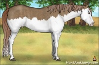 Horse Color:Liver Red Dun Splash  Brindle