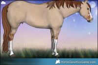 Horse Color:Red Dun Splash  Brindle