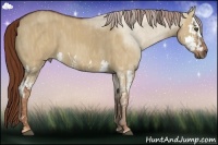 Horse Color:Red Dun Splash  Brindle