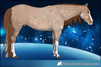 Horse Color:Red Dun Splash  Brindle