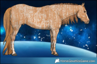 Horse Color:Red Dun Splash Brindle