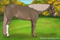 Horse Color:Chocolate Palomino 