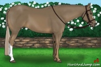 Horse Color:Chocolate Palomino 