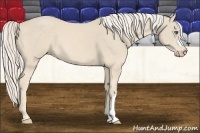 Horse Color:Cremello 