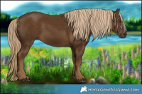 Horse Color:Chocolate Palomino 