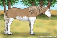 Horse Color:Red Dun Splash  Brindle
