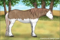 Horse Color:Liver Red Dun Splash  Brindle