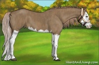 Horse Color:Liver Red Dun Splash  Brindle