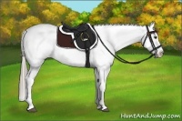 Horse Color:Chocolate Palomino Appaloosa 