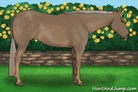 Horse Color:Chocolate Palomino 