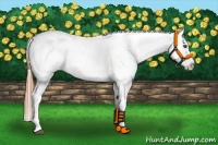 Horse Color:Chestnut Sabino Appaloosa
