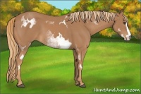 Horse Color:White Spotted Chestnut Sabino Frame 