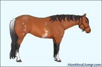 Horse Color:White Spotted Bay Sabino Frame 
