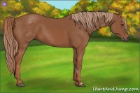 Horse Color:White Spotted Chestnut Sabino Frame 