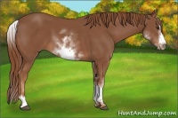 Horse Color:White Spotted Chestnut Sabino Frame 