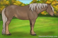 Horse Color:Chocolate Palomino 