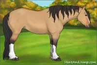 Horse Color:Bay Dun