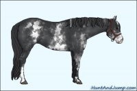 Horse Color:White Spotted Black Sabino Frame 