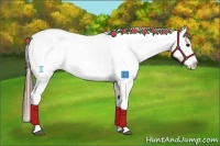 Horse Color:Brown Appaloosa