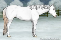 Horse Color:Red Dun Appaloosa 