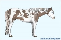 Horse Color:White Spotted Silver Black Splash Tobiano Rabicano