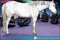Horse Color:White Spotted Brown Dun Splash Blanket Rabicano  Brindle