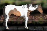 Horse Color:Buckskin Roan Tobiano