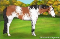 Horse Color:White Spotted Bay 
