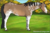 Horse Color:White Spotted Bay Dun Rabicano