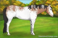 Horse Color:White Spotted Bay Roan