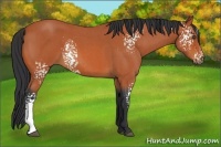 Horse Color:White Spotted Bay Roan 