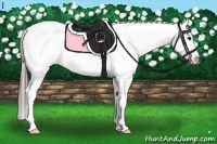 Horse Color:Black Sabino Appaloosa Rabicano