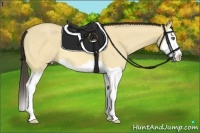 Horse Color:Amber Cream Champagne Dun Sabino Splash 