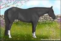 Horse Color:Smoky Black 