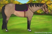 Horse Color:Bay Roan Dun 