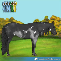 Horse Color:White Spotted Black  Brindle