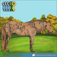 Horse Color:White Spotted Black  Brindle