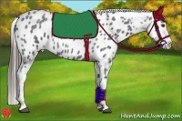 Horse Color:Blue Roan Appaloosa