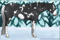 Horse Color:White Spotted Black Splash Frame 