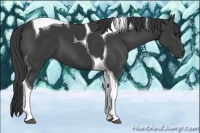Horse Color:Smoky Black Tobiano