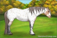 Horse Color:Bay Roan Appaloosa