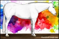 Horse Color:Chocolate Palomino Appaloosa 