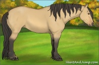 Horse Color:Buckskin Dun Rabicano 