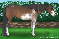 Horse Color:Buckskin Sabino