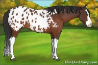 Horse Color:Brown Splash Appaloosa 